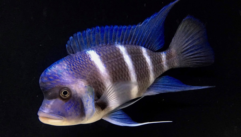 Cyphotilapia gibberosa 'Samazi'